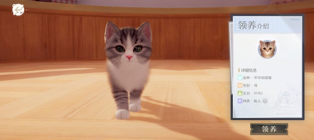 我的猫猫 1