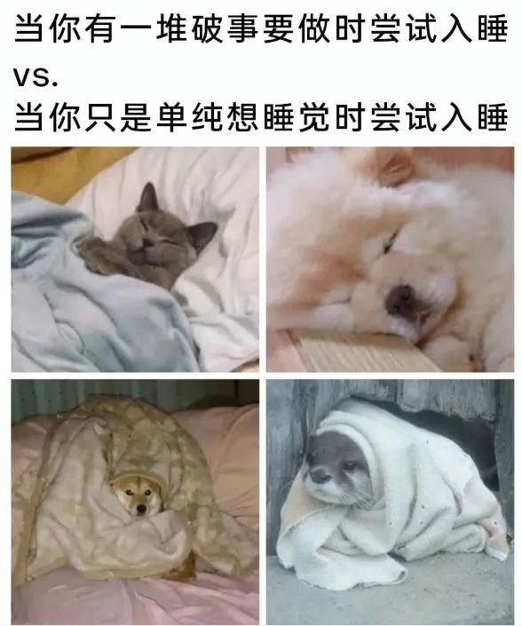 今日份梗图分享 1