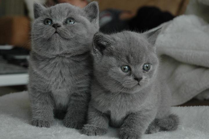猫咪才是最强哒截图