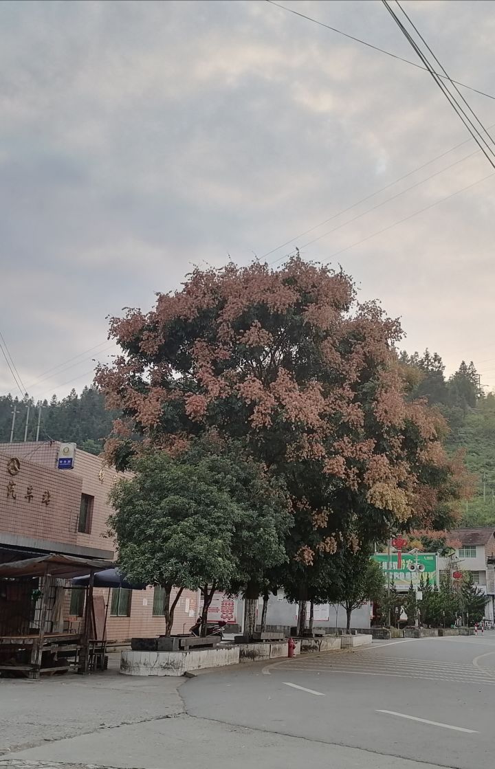 这是什么树呀截图