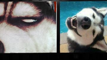 2023.6.9宠物周活动开启!【熔岩傀儡复出!!!】