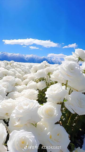 新人最全易懂的攻略(看过的人请点赞)(9.04)