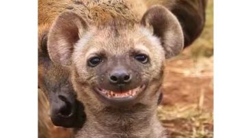 丰饶加巡猎无脑挂机世界6