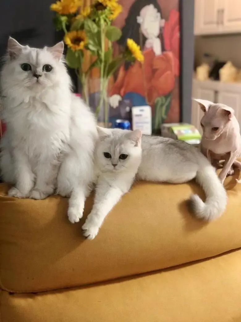 🧏‍♀️💖血量加加乐🩸❤️‍🩹暗牧懒惰版攻略（5.9.4）截图