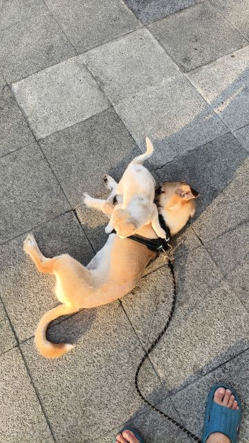 185最新低难度打法