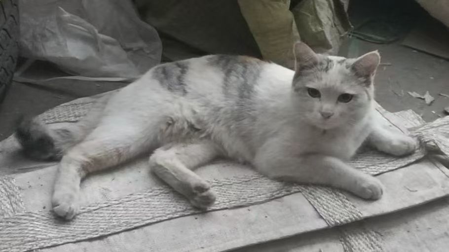 2024年8月23日自己画的猫咪素描 4