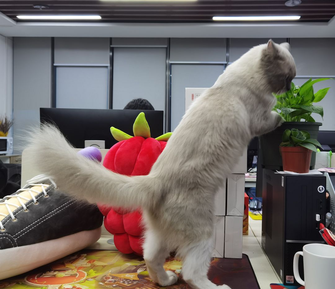 动态图片 3