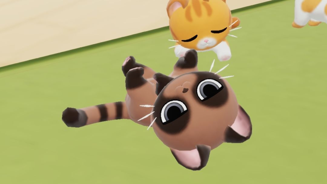 刷到这样的浣熊猫要养吗 1