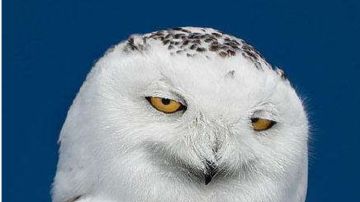 《解决海盗问题的海洋白皮书》