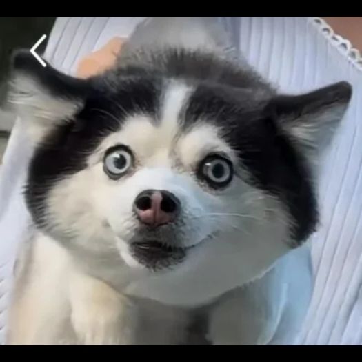 分享下三次:……它一杯给十张拍立得 2