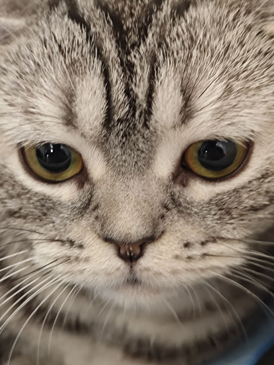 快点吧官方,猫猫都忧郁了 1