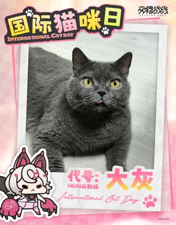 ——国际猫咪日——