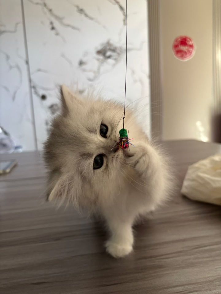 想調小猫截图