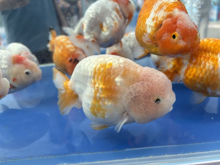 我艹冰二生存怎么提啊 魔灵鞋一套得多少火截图