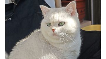 新版本刀玩法。