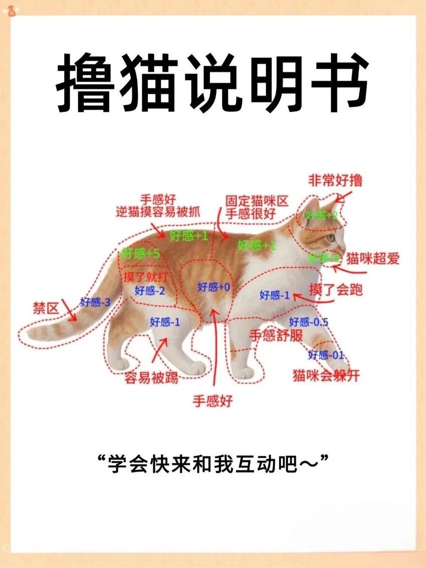 🌟青年大学习|撸猫说明书🌟 1
