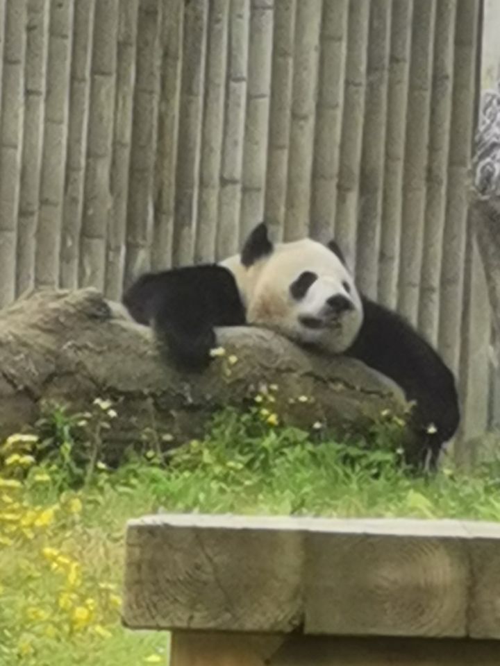 有没有人跟我一样佛系玩的截图