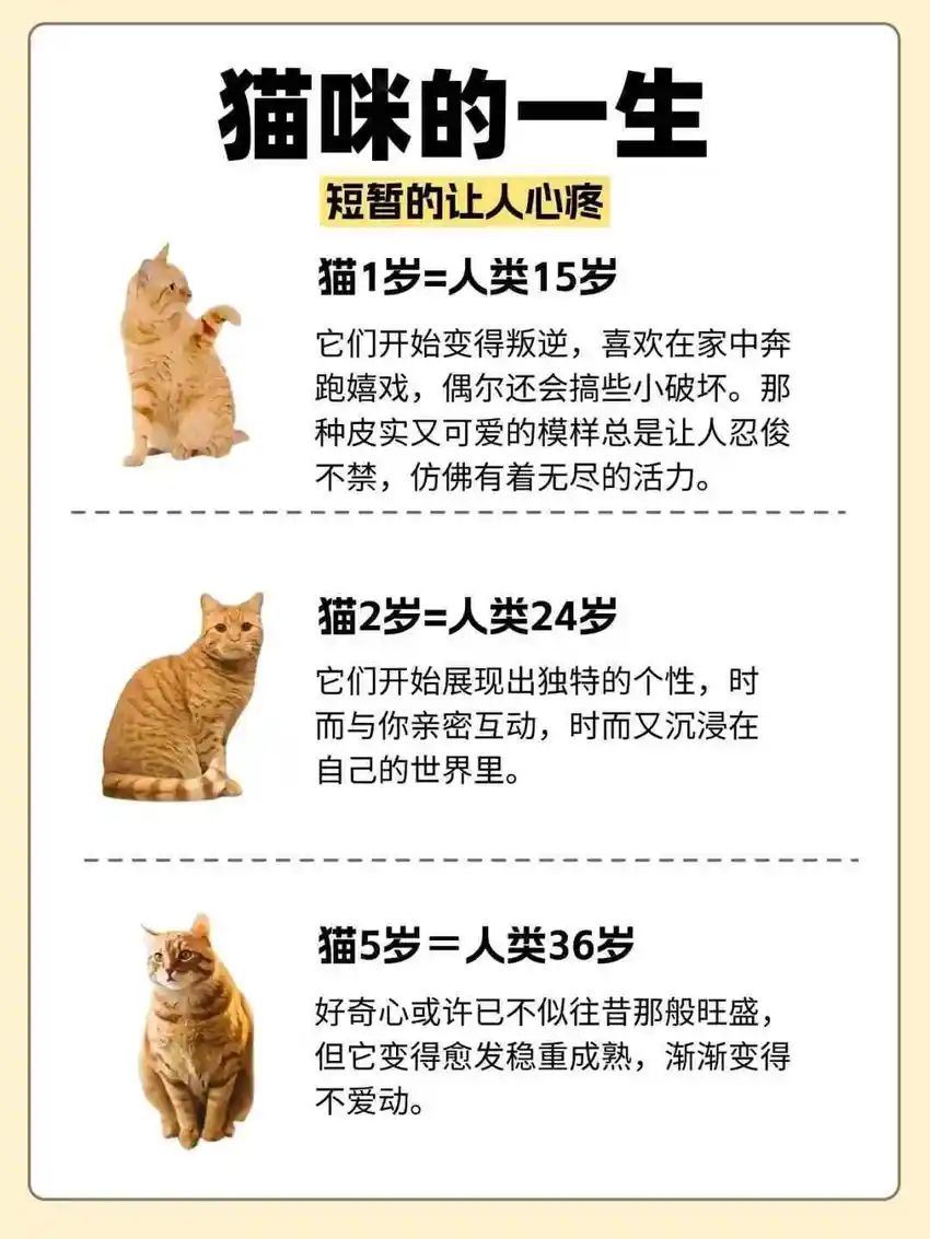 🌟青年大学习|猫猫的一生🌟 3