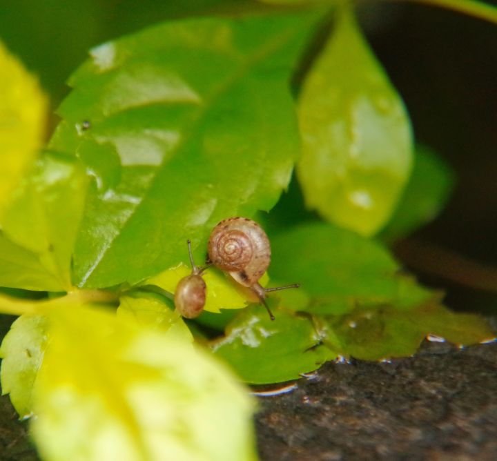 雨后的🐌截图