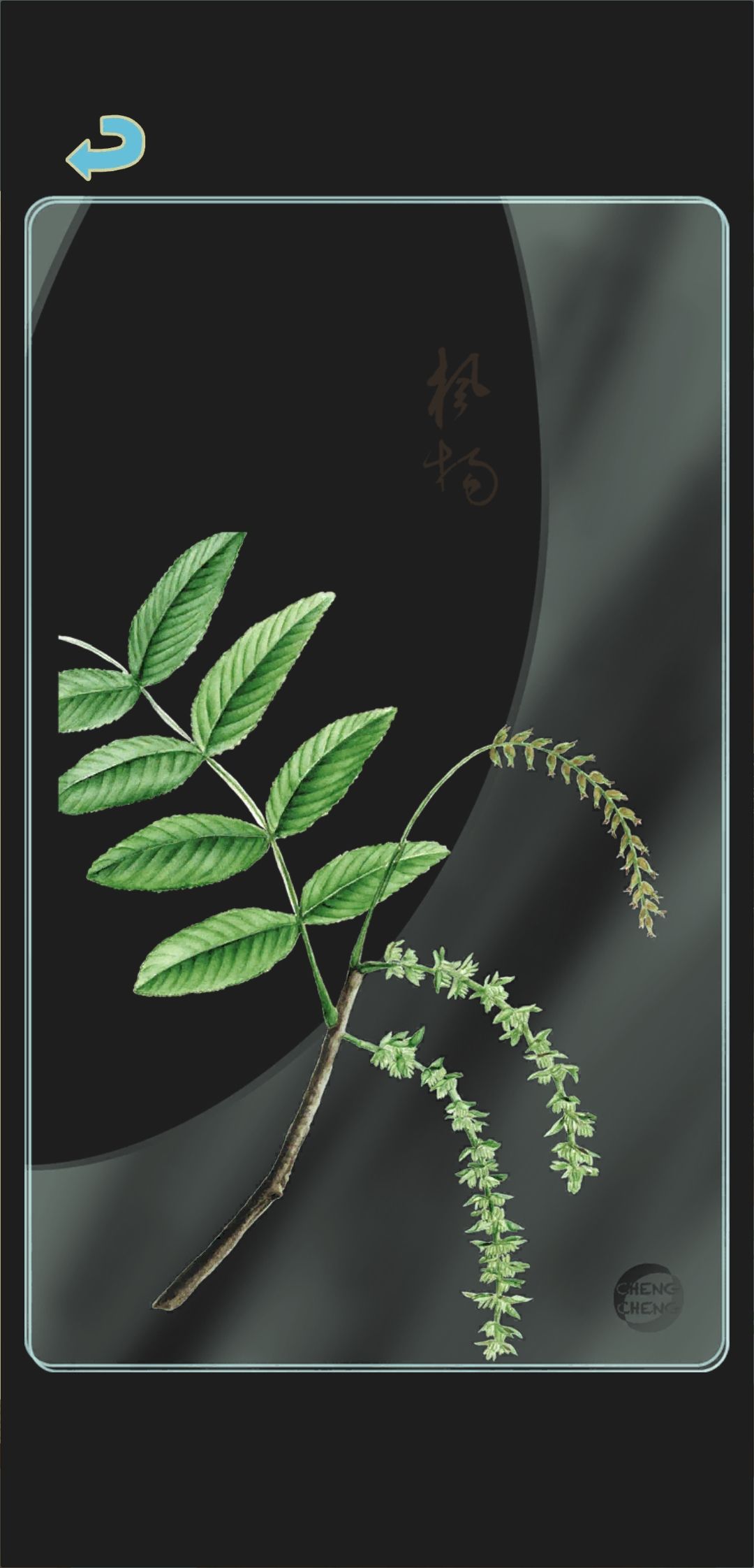 夏季树种透卡3 1