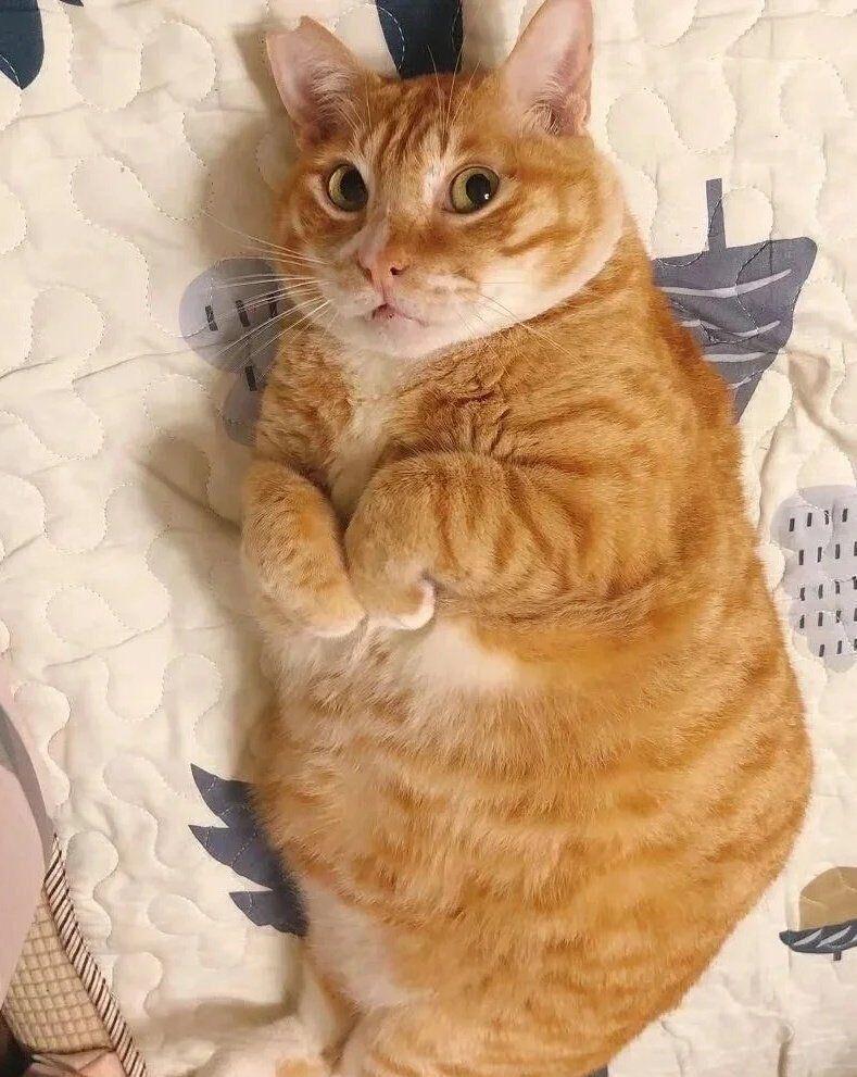 出来了,无敌的橘猫变身丸! 3