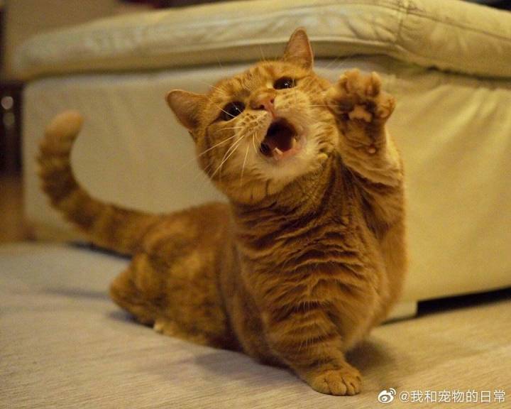 我还没有刚冈布奥,真的没希望了吗?截图