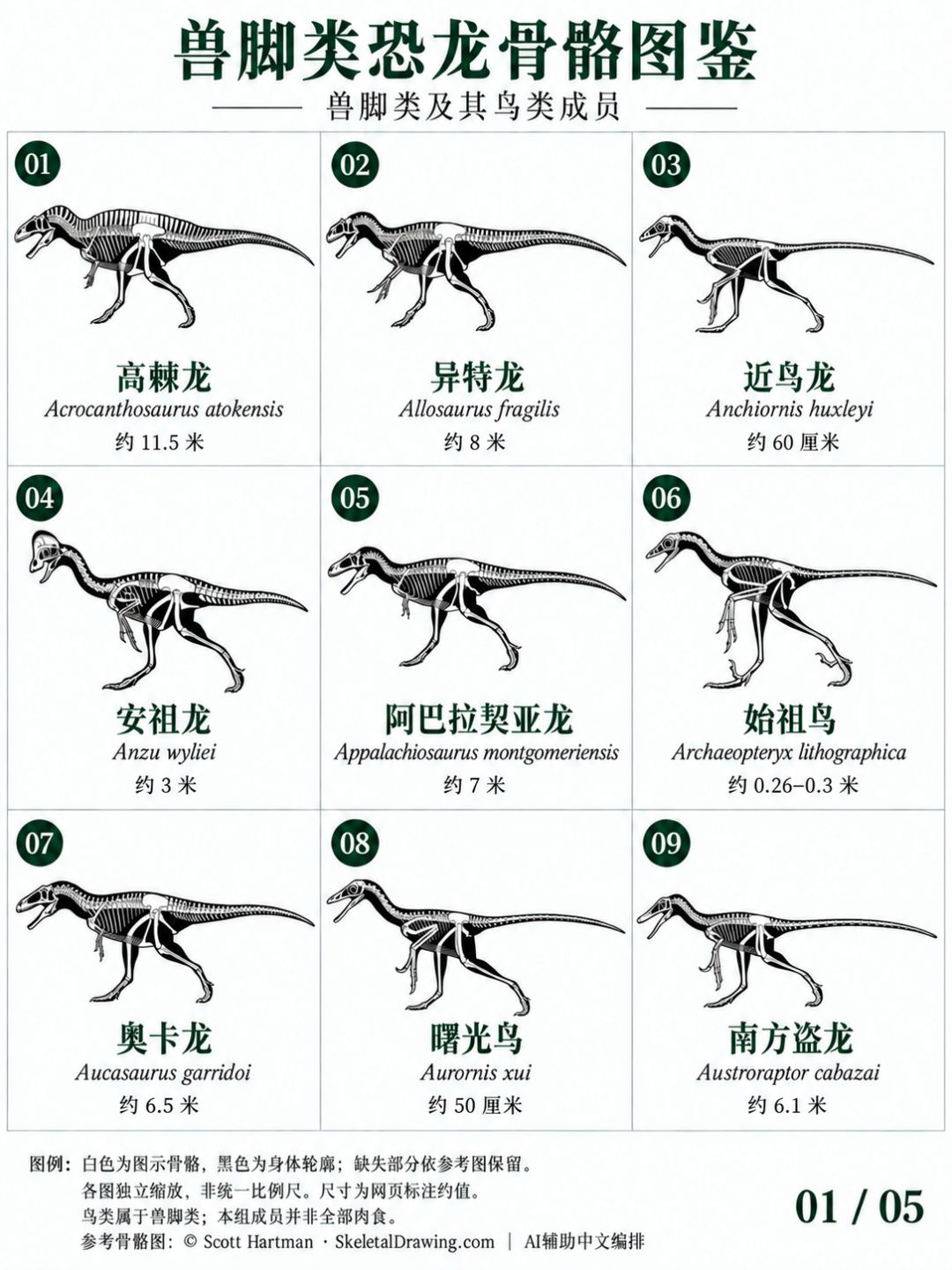 稀有兽脚类恐龙骨骼图鉴,颠覆认知! 1