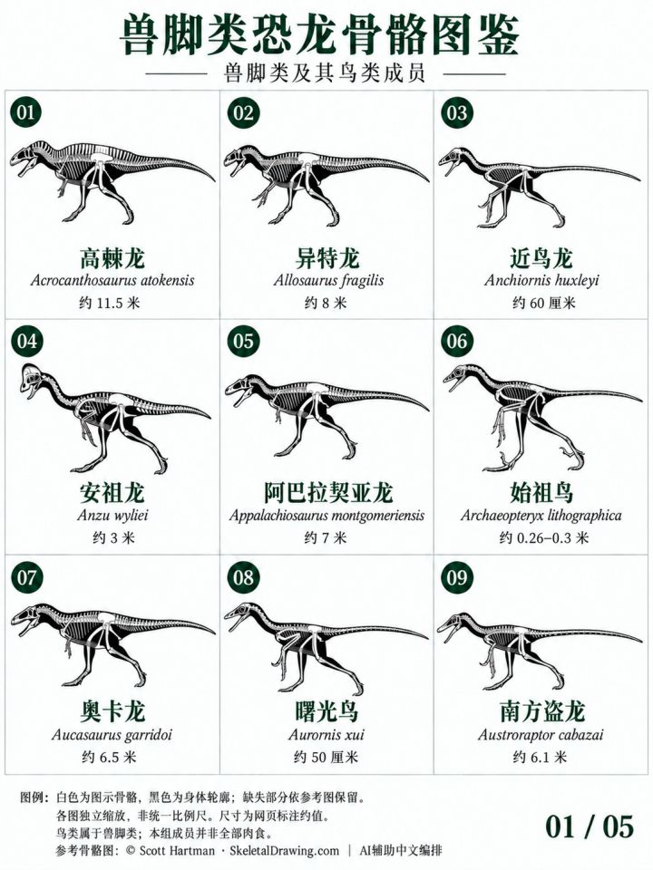 稀有兽脚类恐龙骨骼图鉴,颠覆认知!截图