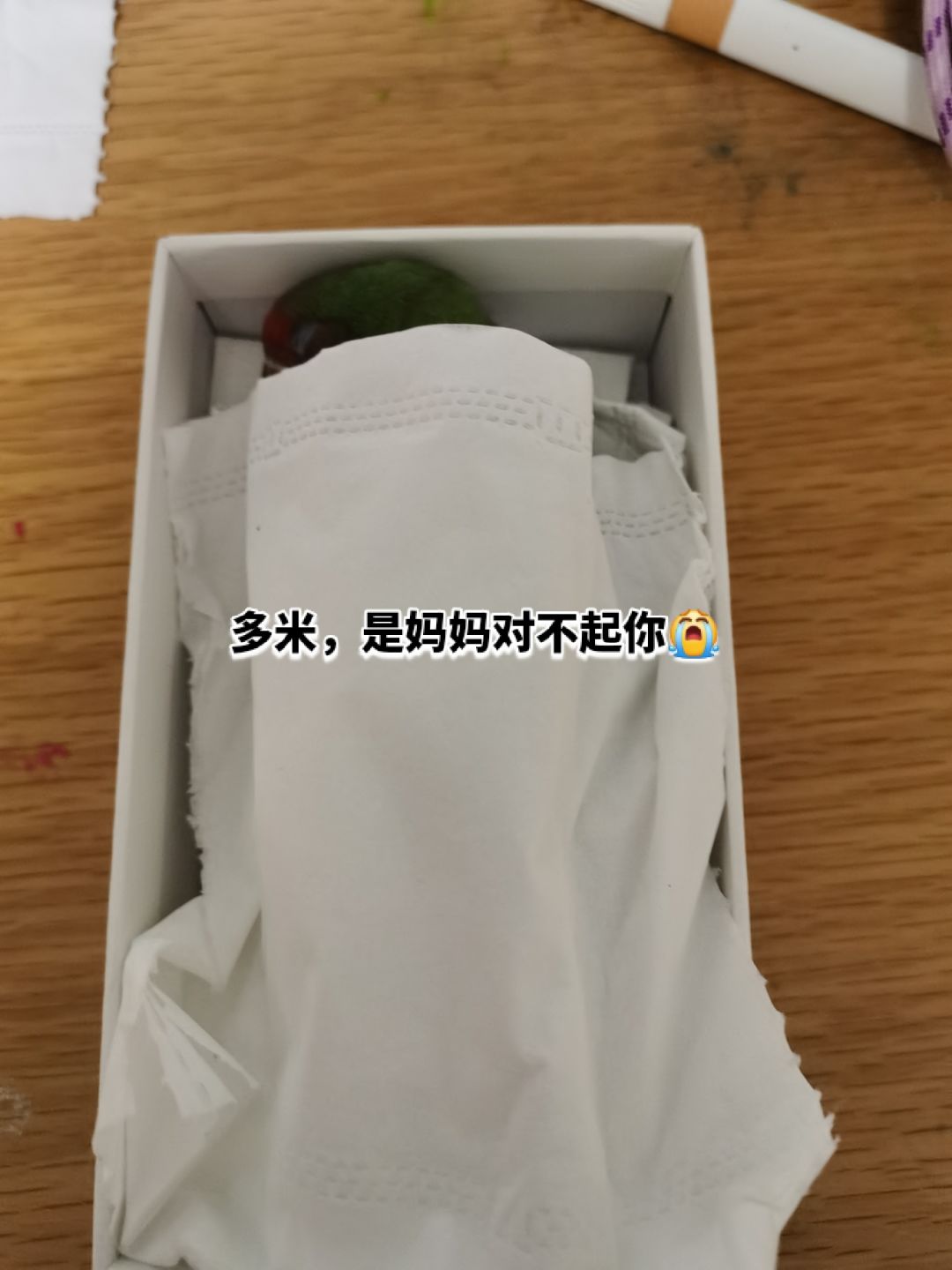 8月21日…我的小鸟被我哥踩死了…😭 1