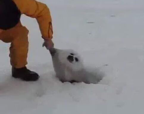 竖琴海豹…… 14