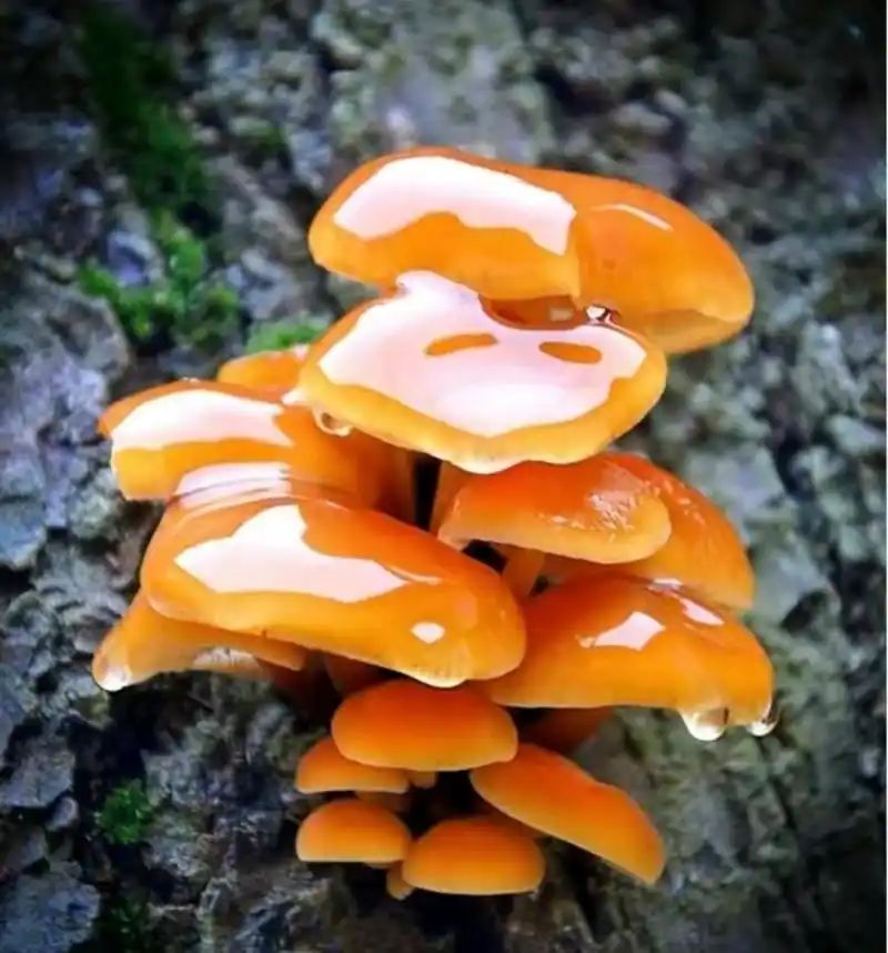 心动小镇春天潮流季爱好提议 2