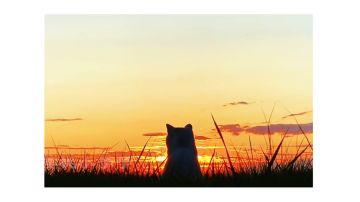 来点不一样的星落游戏理解