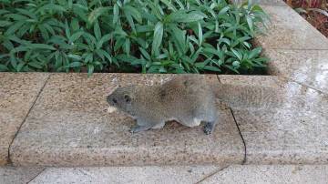 可恶啊，今天在群里看到松鼠被偷拍啦~