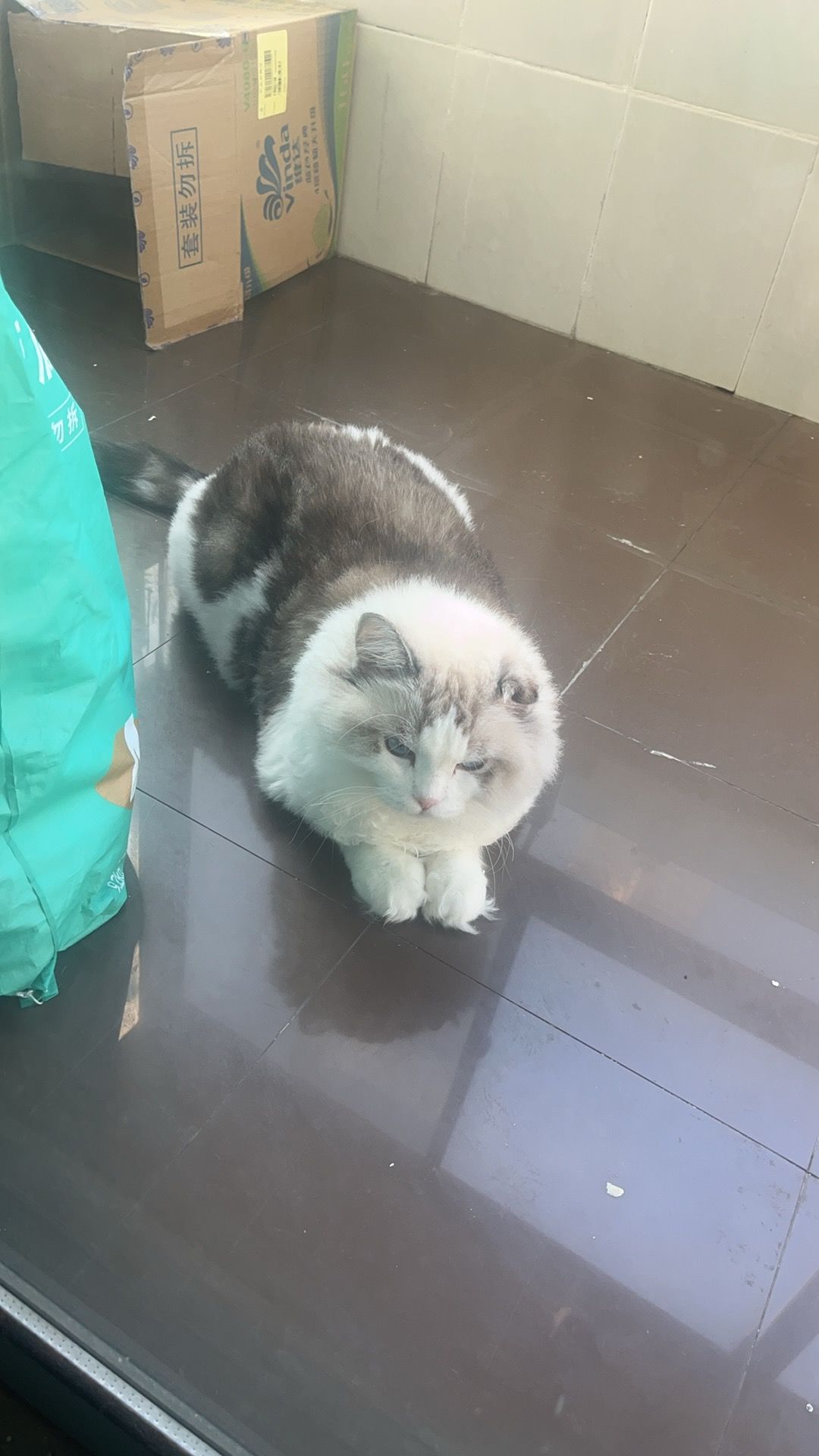 关于熊猫及致歉 1