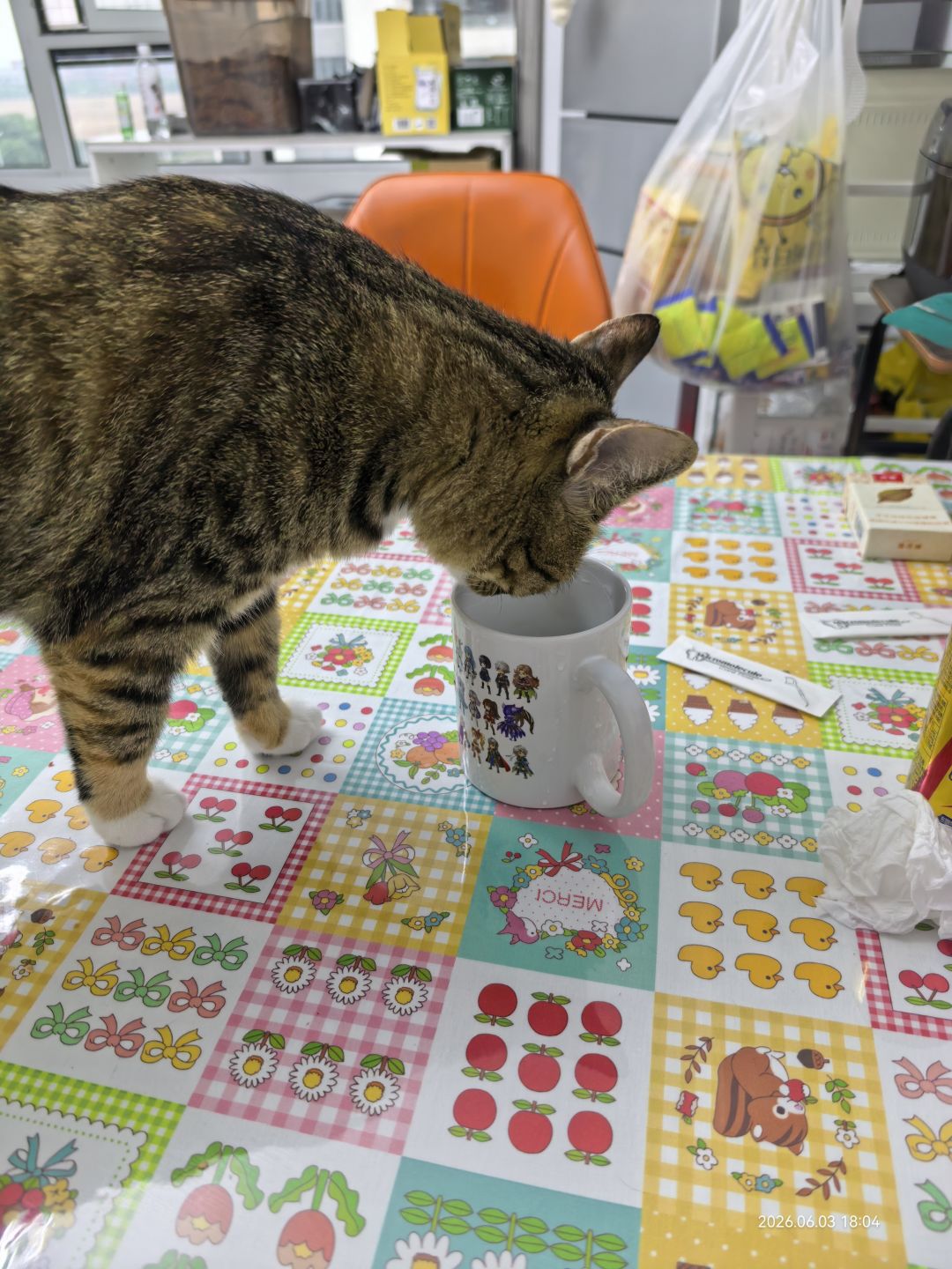 猫游和猫 2