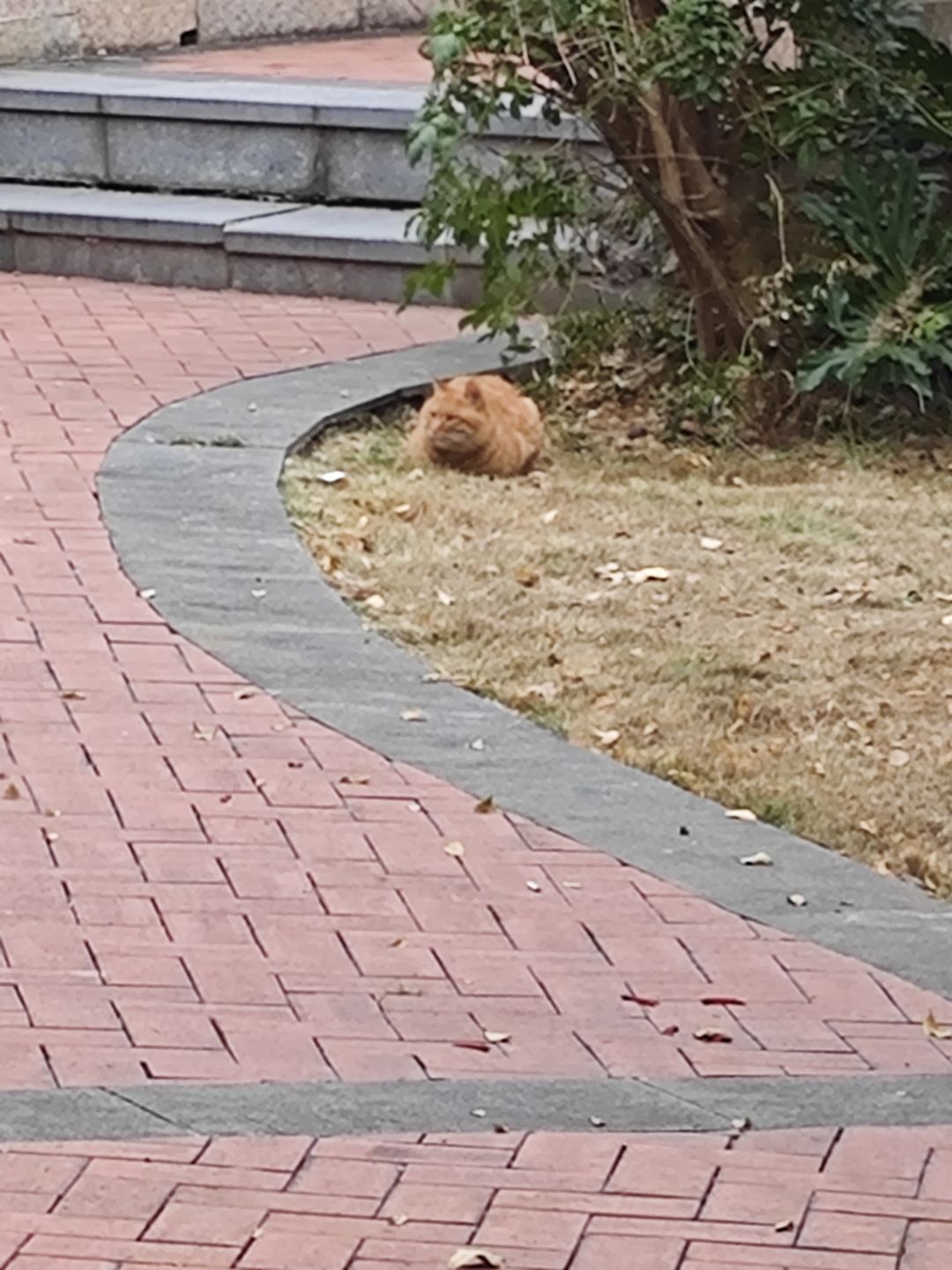 可以和npc谈恋爱吗? 1