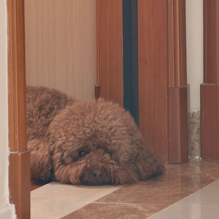 #人气游戏女角色 我的doro小狗截图