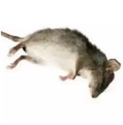 不是,哥们,你都不歪一次啊。 3