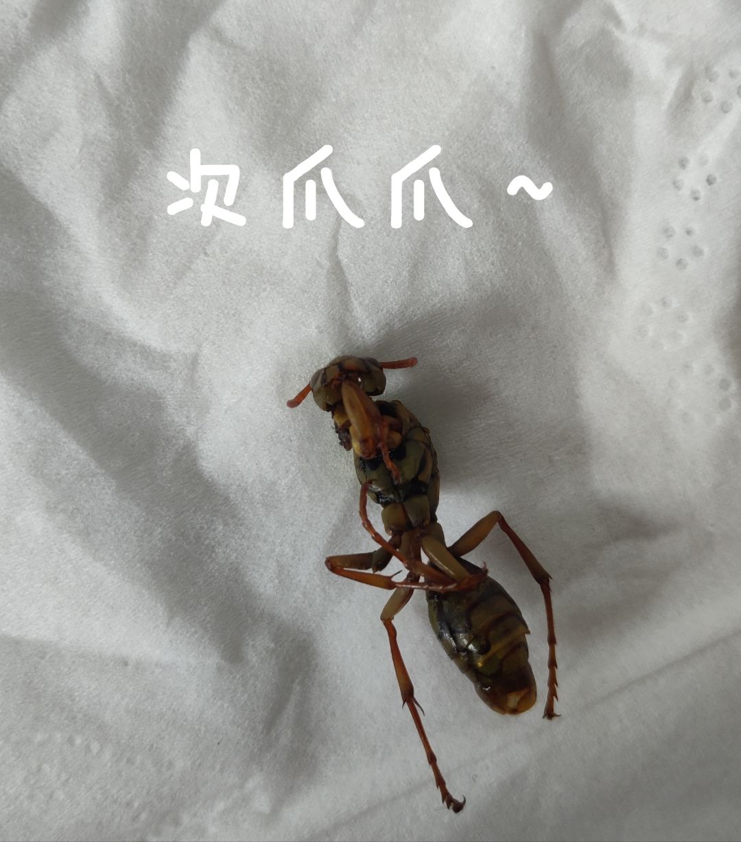求官方发言 1
