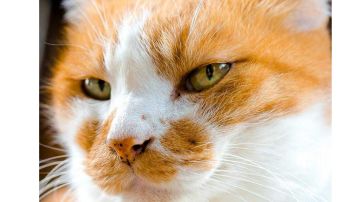 弩拳重新整理完成。有兴趣的可以看一下