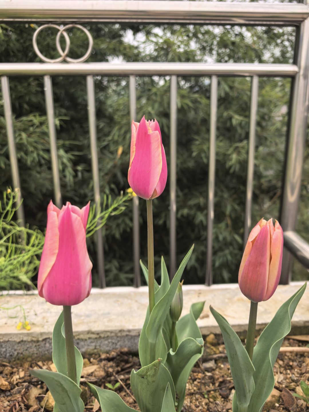 花 2