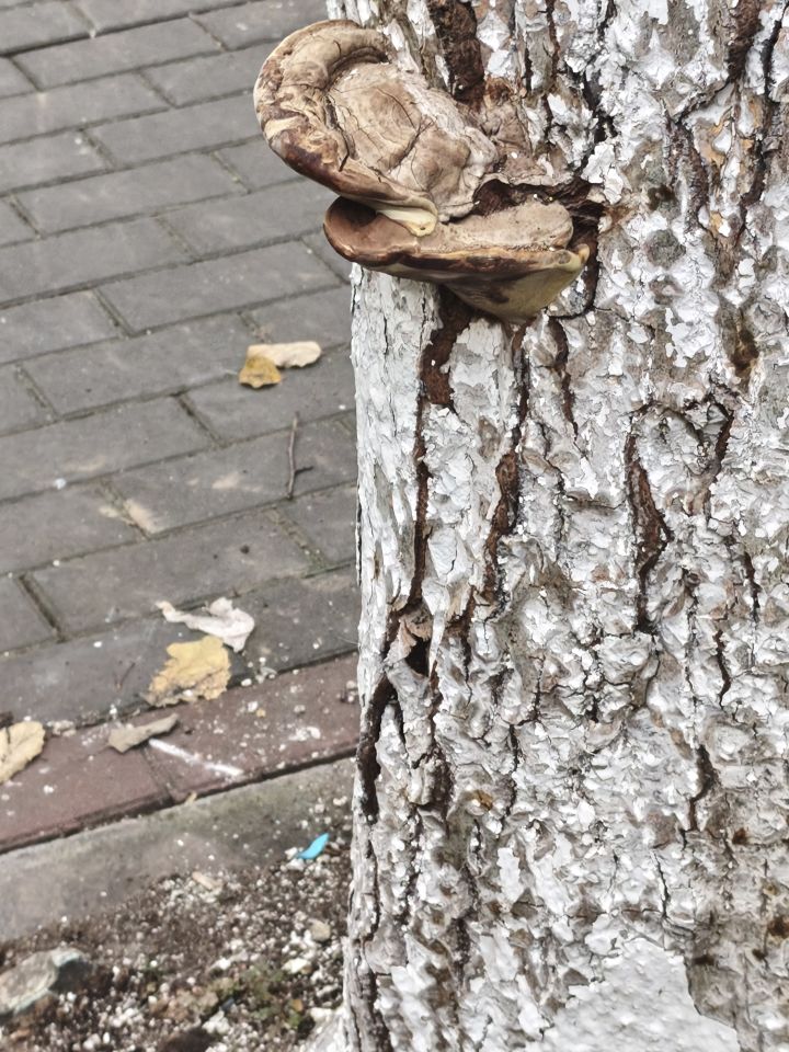 百年灵芝截图