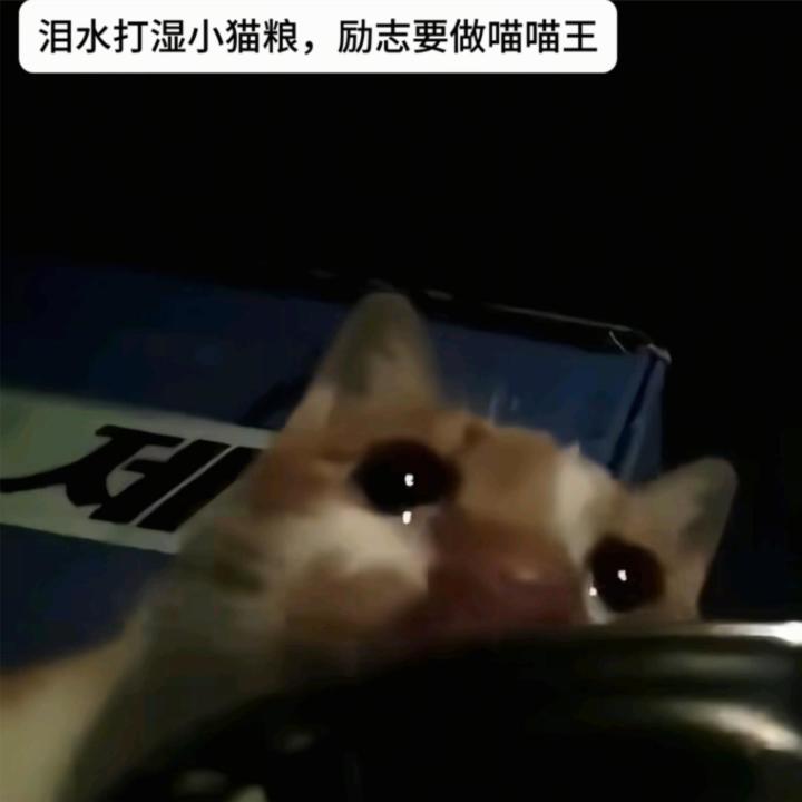 你们叫什么啊！玩偶才是最弱的好不好！截图