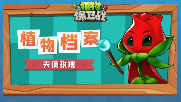 「植物档案」天使玫瑰