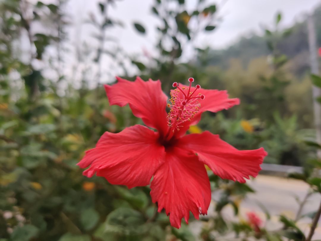 六周年庆🎉活动:花与叶! 3
