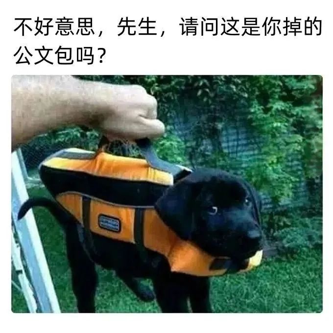 今日份梗图分享 2