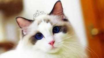 保姆级别最全攻略（4）