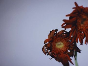 关于忌炎专武效果各层持续时间是否独立