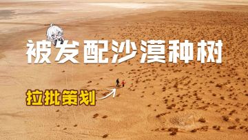 《种树吧，策划！》0摆拍真人秀开播