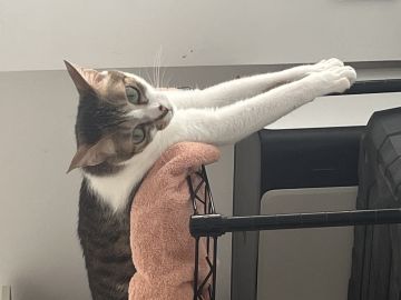 游戏开发日志之猫咪财财